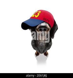 cool look décontracté dachshund chien portant une casquette ou un chapeau de baseball, sportif et de la forme, les yeux de l'enroulement sous le chapeau Banque D'Images