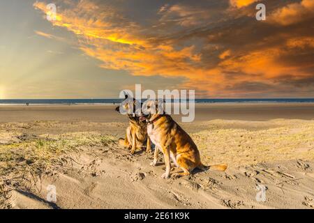 Deux chiens assis sont assis sur une dune par le plage dans la lumière chaude du soleil couchant Le fond des nuages orange-jaune sur le Nord Banque D'Images