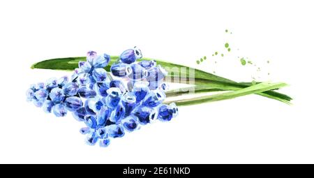Fleurs Muscari printanières, illustration aquarelle dessinée à la main, isolées sur fond blanc Banque D'Images