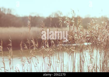 Roseau le long de la rivière Deben, hautes herbes qui poussent le long de la rivière marécageux, photographie de roseau avec ciel bleu, Phragmites australis, hiver, soleil Banque D'Images