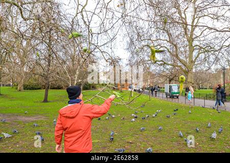 Londres/UK - 1/28/21 - UN homme qui nourrit un parakeet dedans St James Park à Londres Banque D'Images