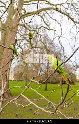 Londres/UK - 1/28/21 - UN homme qui nourrit un parakeet dedans St James Park à Londres Banque D'Images