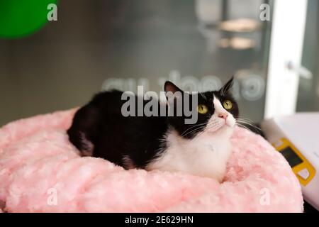 maman chat pose sur une peluche rose. Banque D'Images