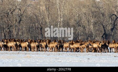 Elk dans le Montana Banque D'Images