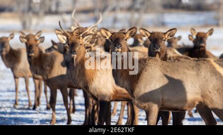 Elk dans le Montana Banque D'Images