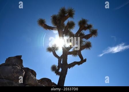 Les célèbres Joshua Trees sont enorrés par le soleil de l'après-midi dans le parc national de Joshua Tree en Californie. Banque D'Images