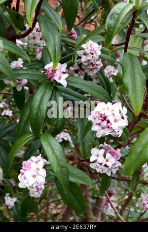 Daphne odora petits groupes de fleurs blanches très parfumées, janvier, Angleterre, Royaume-Uni Banque D'Images