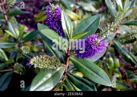 Hebe ‘Amy’ Shrubby Veronica Amy – fleurs violettes arbustives sur des colonnes de feuilles vertes à bords rouges, janvier, Angleterre, Royaume-Uni Banque D'Images