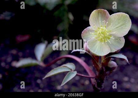 Helleborus lividus gris-bleu hellebore – vert pâle fleurs en forme de bol, ailées de rose sur des tiges rouges, janvier, Angleterre, Royaume-Uni Banque D'Images