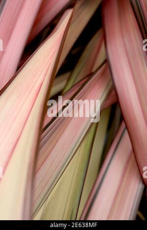 Phormium tenax Flamingo Flax Lily Flamingo - feuilles orange, vertes et jaunes bordées de vert foncé, janvier, Angleterre, Royaume-Uni Banque D'Images