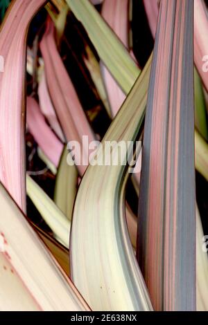 Phormium tenax Flamingo Flax Lily Flamingo - feuilles orange, vertes et jaunes bordées de vert foncé, janvier, Angleterre, Royaume-Uni Banque D'Images