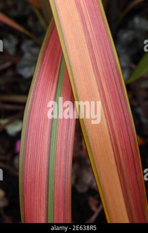 Phormium tenax «Jester» Flax Lily Jester - feuilles rouges, roses et jaunes bordées de vert vif, janvier, Angleterre, Royaume-Uni Banque D'Images