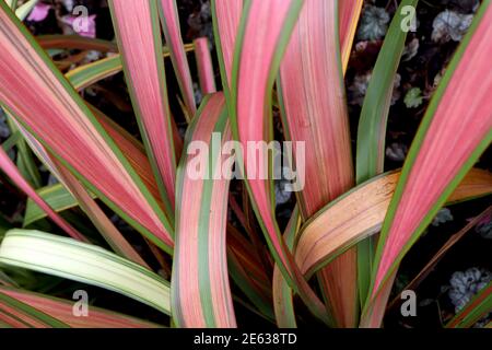 Phormium tenax «Jester» Flax Lily Jester - feuilles rouges, roses et jaunes bordées de vert vif, janvier, Angleterre, Royaume-Uni Banque D'Images