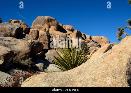 D'énormes affleurements en granit et des rochers rivalisent avec les Joshua Trees comme attractions pittoresques dans le parc national de Joshua Tree en Californie. Banque D'Images