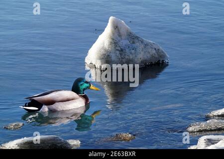 Rochers dans le lac incrustés de glace Banque D'Images