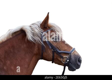 Portrait d'un cheval argenté au chocolat dans une bride en cuir profil Banque D'Images