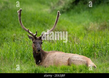 Roosevelt Elk Bull à Dean Creek Elk Viewing Area près de Reedsport, Oregon. Banque D'Images
