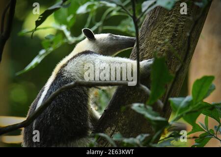 Le nord de Tamandua Tamandua mexicana - espèce de tamanoir, les forêts tropicales et subtropicales du sud du Mexique, en Amérique centrale au bord de la n Banque D'Images