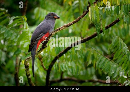 Trogon à queue de Slaty - Trogon massena femelle, près de la passerine gris (gris) et oiseau rouge dans l'arbre vert, famille trogon Trogonidae, se reproduit dans les basses terres f Banque D'Images