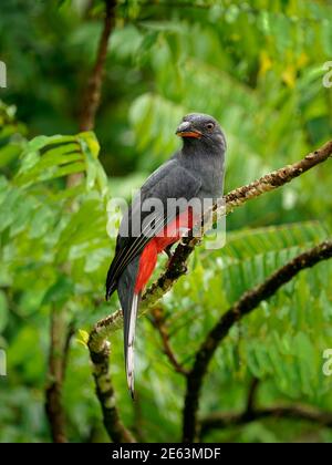 Trogon à queue de Slaty - Trogon massena femelle, près de la passerine gris (gris) et oiseau rouge dans l'arbre vert, famille trogon Trogonidae, se reproduit dans les basses terres f Banque D'Images