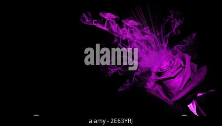 Rose violette avec fumée et coeur éclabousse sur un noir arrière-plan Banque D'Images