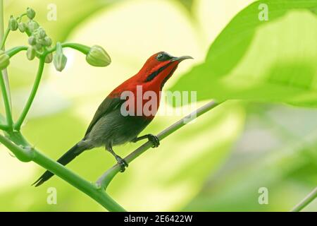 Crimson Sunbird, Aethopyge siparaja, mâle adulte unique perché sur une branche d'arbre, Dairy Farm, Singapour, 16 novembre 2019 Banque D'Images