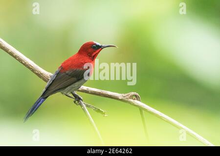 Crimson Sunbird, Aethopyge siparaja, mâle adulte unique perché sur une branche d'arbre, Dairy Farm, Singapour, 16 novembre 2019 Banque D'Images