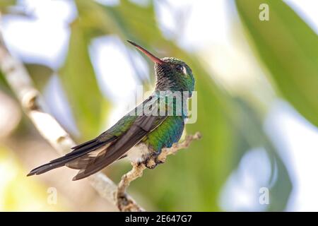 Colibri d'émeraude cubain, Riccordia riccordii, mâle adulte perchée sur une branche d'arbre, Cuba Banque D'Images