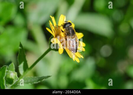 Abeille sauvage vue rapprochée tout en recueillant le pollen de fleur de prairie de printemps, animal insecte faune Banque D'Images