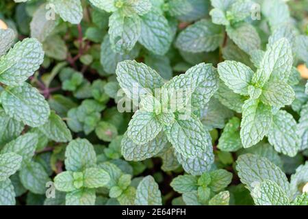 Menthe verte et fraîche plantée dans un pot, vue d'en haut, montrant plusieurs feuilles vertes. Banque D'Images