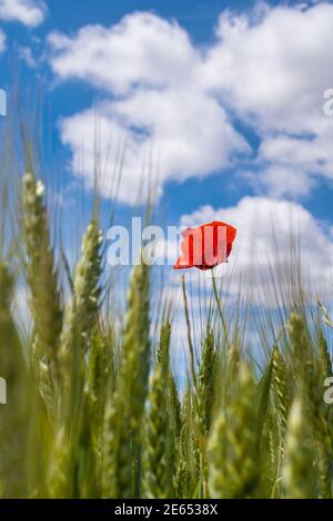 un coquelicot solitaire dans un champ de blé vert prêt pour la récolte contre un ciel ensoleillé avec quelques nuages, sélectif foyer, vertical Banque D'Images