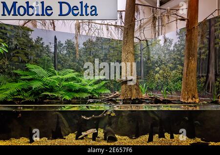 Les tortues nagent dans une exposition d'aquarium représentant le delta mobile à Dauphin Island Sea Lab et à Estuarium, le 23 juin 2017, à Dauphin Island, Alabama. Banque D'Images