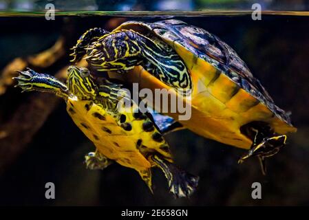 Les tortues à ventre rouge de l'Alabama nagent dans une exposition représentant le delta mobile au Dauphin Island Sea Lab et à l'estuaire de Dauphin Island, en Alabama. Banque D'Images