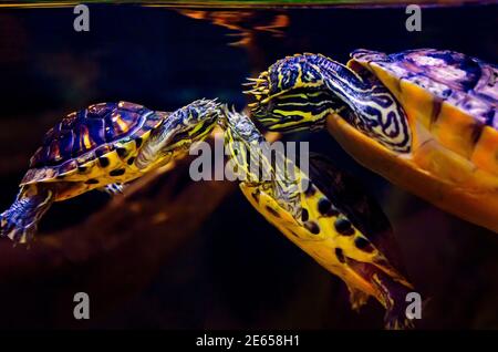 Les tortues à ventre rouge de l'Alabama nagent dans une exposition représentant le delta mobile au Dauphin Island Sea Lab et à l'estuaire de Dauphin Island, en Alabama. Banque D'Images