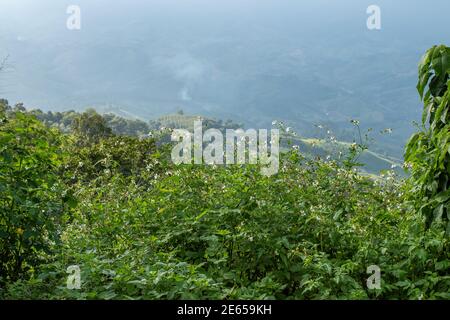 Beaucoup de petites fleurs blanches sur les montagnes , fond naturel Banque D'Images