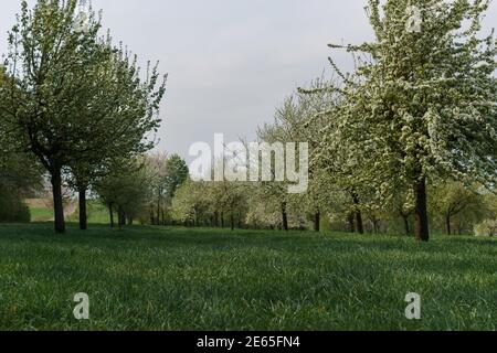 des rangées de pommiers sur une prairie fleurissant dans le printemps Banque D'Images