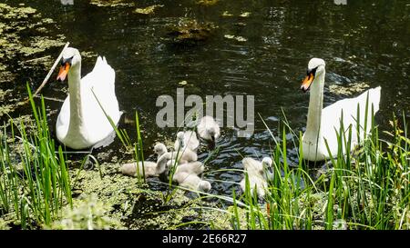 Love Family Loyalty Care - paire de cygnes avec peu des cygnes sur un lac sauvage en été Banque D'Images