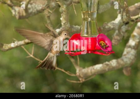 Hummingbird géant, Patagona gigas, à l'alimentateur. Banque D'Images