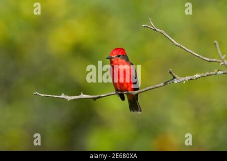 Vermilion Flycatcher mâle, Pyrocephalus rubinus, perché sur la branche. Banque D'Images