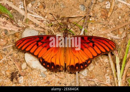 Papillon des friteaux du Golfe, Agraulis vanillae vanillae, Nymphalidae. Vue dorsale. Banque D'Images