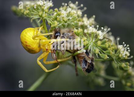 Araignée de crabe jaune avec abeille Banque D'Images