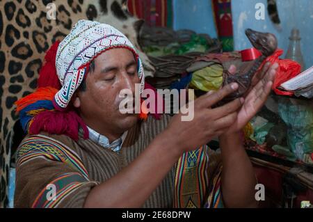 Huasao, Pérou - 17 août 2011 : le prêtre andin 'Chaman', exécute une cérémonie sacrée 'espacho' pour guérir les graves problèmes familiaux du client Banque D'Images