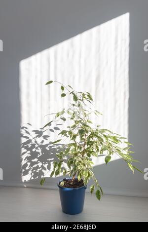 Maison plante verte dans une salle lumineuse et ensoleillée le matin. Ficus Benjamin dans un pot bleu, éclairé par le soleil lumineux et les ombres sur le mur. Mise au point douce. Banque D'Images