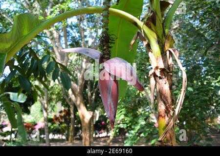 fleur de banane pourpre profond prêt à fleurir en journée ensoleillée dans le jardin Banque D'Images