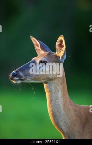Portrait d'une doe à queue blanche dans le nord du Wisconsin. Banque D'Images