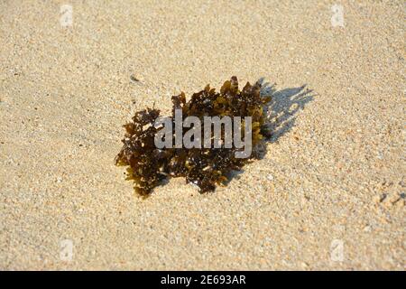 brunir l'herbe de mer humide sur le sable par beau temps Banque D'Images