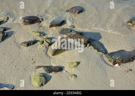 pierres sur la plage de sable au bord Banque D'Images