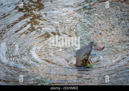 American Dipper (Cinclus mexicanus), ou Water Ouzel cherche de la nourriture aquatique en mettant la tête sous l'eau dans East Plum Creek, Castle Rock Colorado USA. Banque D'Images