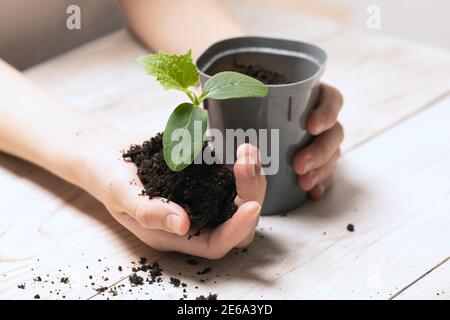 femme plante des plantules sur une table en bois. concept de jardinage, agriculture. Mise au point sélective. Banque D'Images