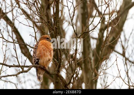 Un buteo lineatus adulte (faucon à épaulettes rouges) perche sur un arbre haut sans feuilles en hiver. Il est doté de bandes alternées orange et blanc Banque D'Images